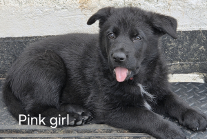 German Shepherd Puppies 