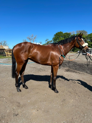 Stunning Ex Pointer for an ROR/ Teamchase/ Hunter Project