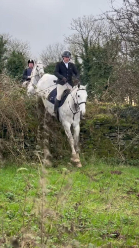Ladies’ or Gentleman’s Hunter • Genuine All-Rounder