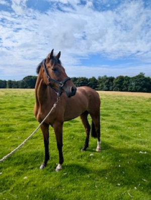 16hh 7yo WB Gelding