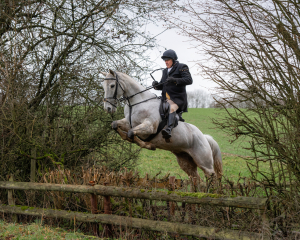 Hunter, Allrounder & Ladies Hack