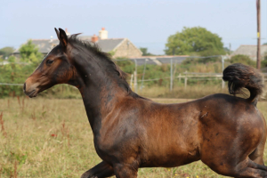International Competition Prospect