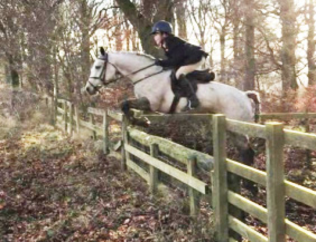 Superstar 14hh Connemara, Alround / Hunting Pony