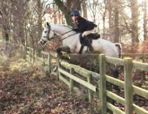 Superstar 14hh Connemara, Alround / Hunting Pony