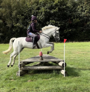 Superstar 14hh Connemara, Alround / Hunting Pony