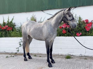 Connemara gelding for sale 