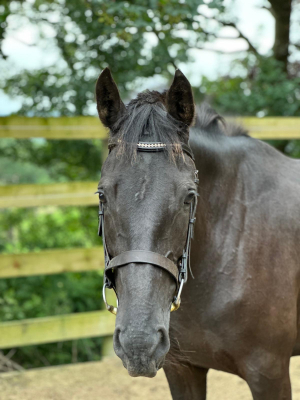 Lovely Young Mare 