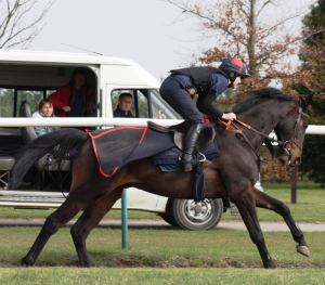 Talent Pool Opportunity – Grooms Interested in a Career in Horseracing
