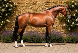 Stunning Dressage Horse By Gribaldi