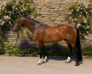Stunning Showjumper By Camargo (Canturo) & out of a Lord Pezi mare,