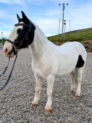 Super smart genuine competition pony 