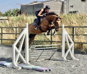 MULTIPLE CLASSY HORSES FOR SALE