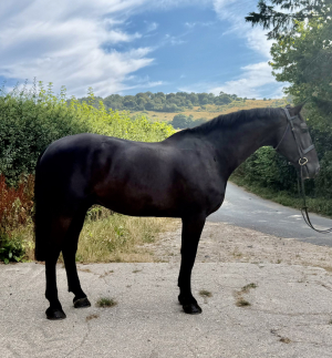 HUNTER . HACKING . LOW LEVEL ALLROUNDER 
