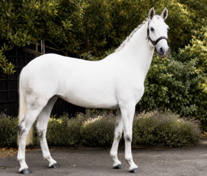 A perfect allrounder pony 