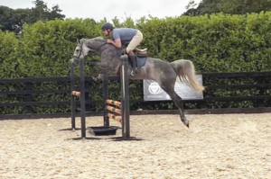 Stunning mare