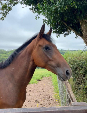 16.3hh 4yo TB Gelding