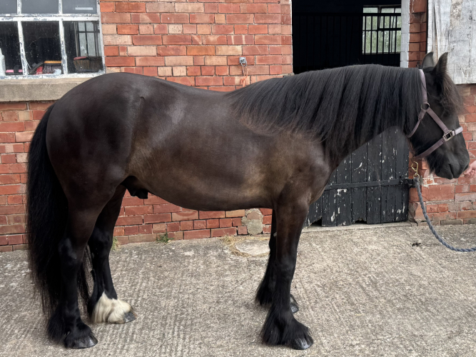 Registered dales pony