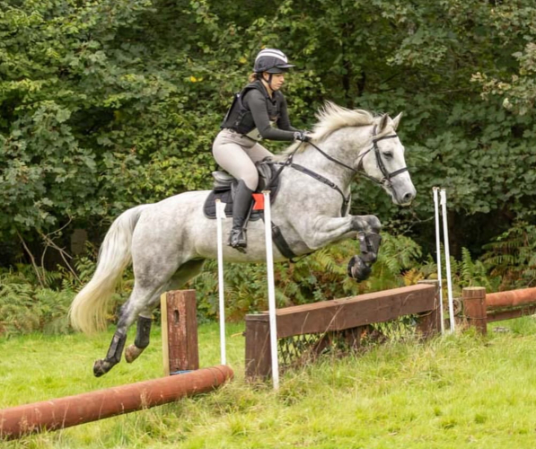 15hh 7yrs Quality Connemara gelding - event prospect
