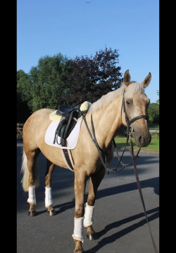 Safe mother daughter/amateur gelding