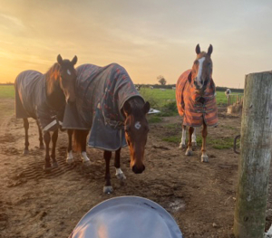Exercise Rider Wanted - Chulmleigh, Devon