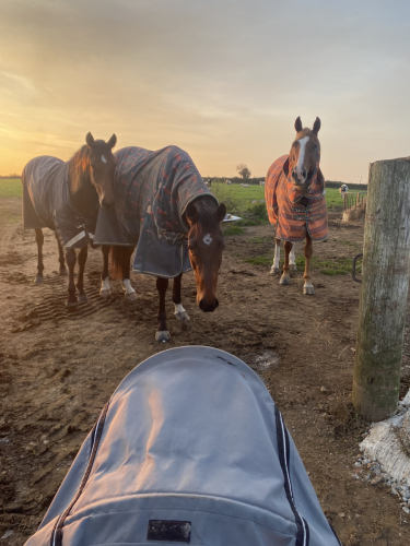 Exercise Rider Wanted