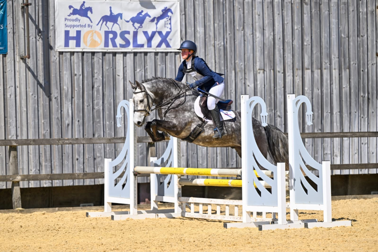 5yo Connemara Gelding for Sale