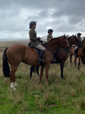 Fun and genuine hunter / all rounder 