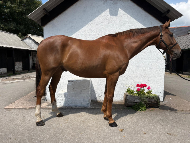 Fun and genuine all rounder / hunter