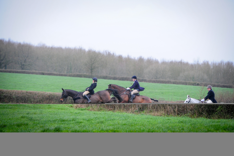 Big Smart Hunter/Dressage
