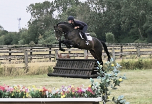 Quality Hunter / Allrounder 
