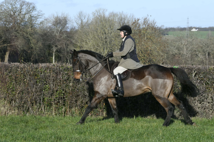 Smart 16.2HH ISH 7 yrs Hunter, All Rounder