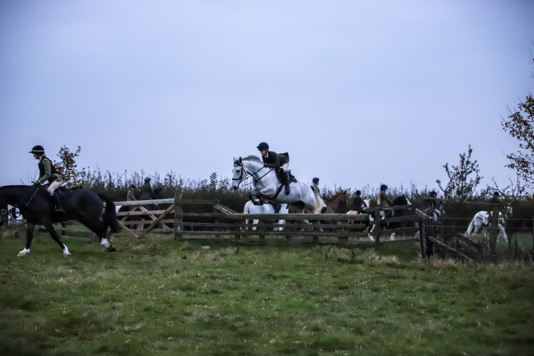 Brave hunting / all rounder mare