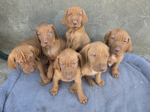 KC registered wire haired Vizlars