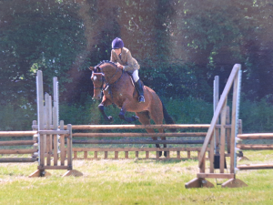 High Class 16.3hh 4 Year Old Bay Gelding. 3/4 TB x 1/4 WB. 