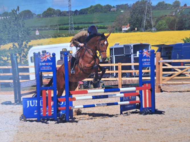 High Class 16.3hh 4 Year Old Bay Gelding