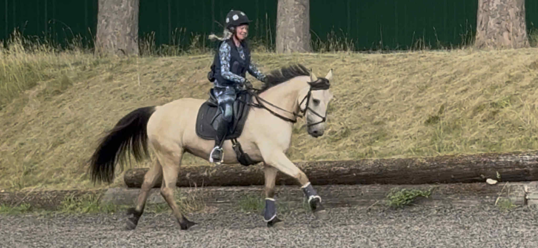 15.2 Dun Connemara gelding