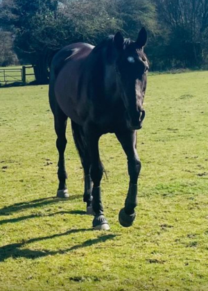 Beautiful 16hh mare