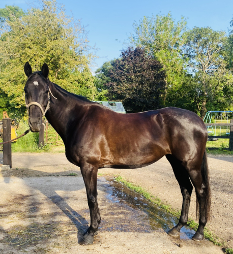 Stunning ROR mare
