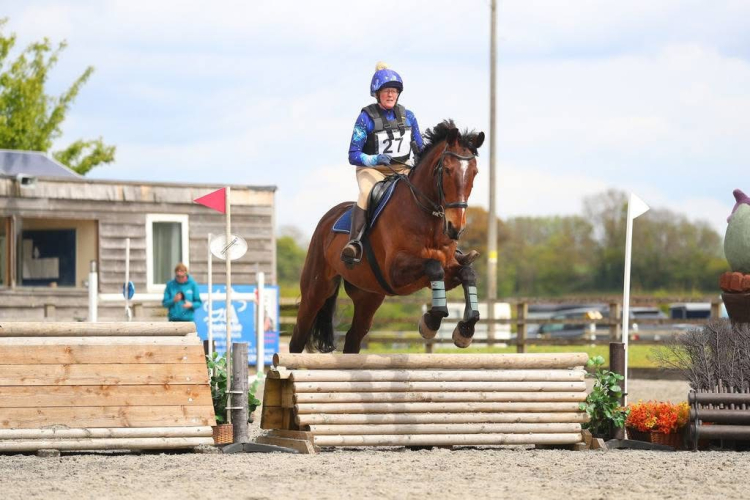 Allrounder Gelding