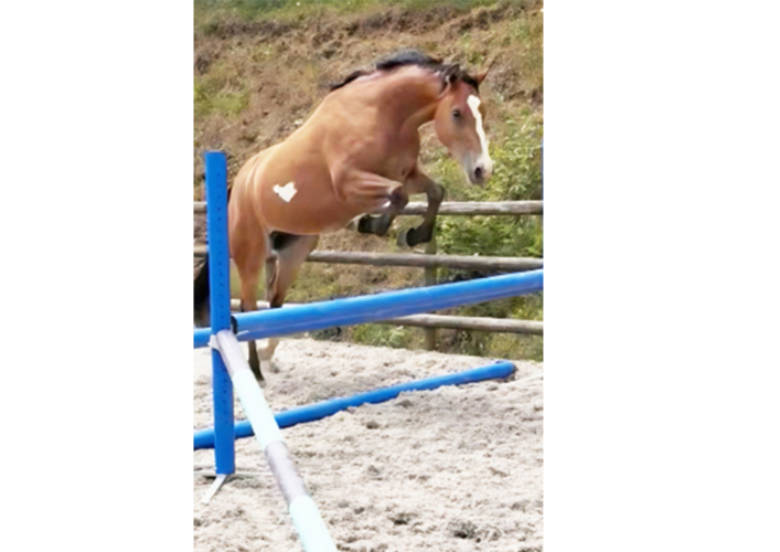 Quality young horse