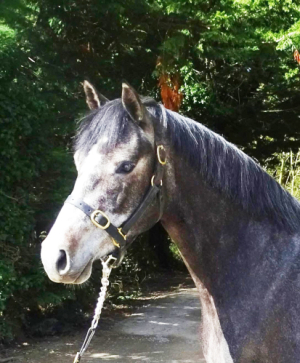 Beautiful Connemara pony 