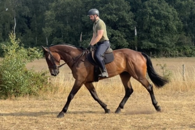 Future Heavyweight Worker/Show Hunter or Masters Horse