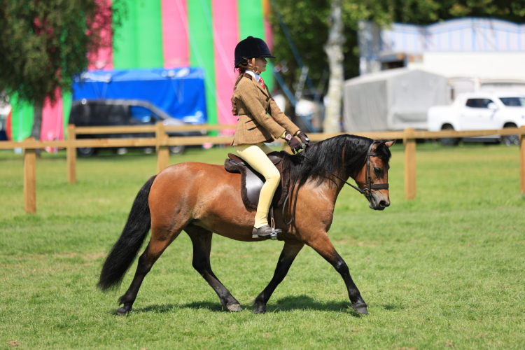 Gorgeous Dartmoor Pony