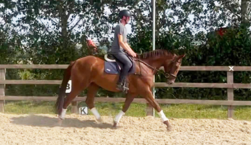 Talented ROR Eligible 6yr old Mare