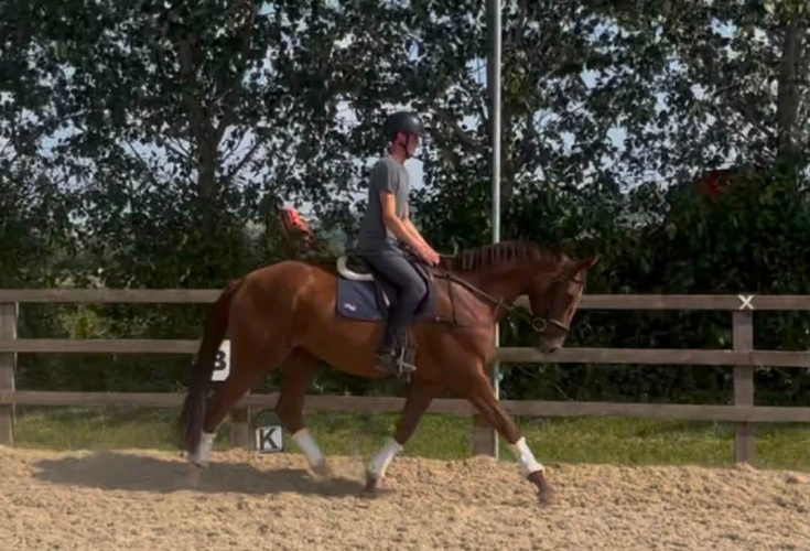 Talented ROR Eligible 6yr old Mare
