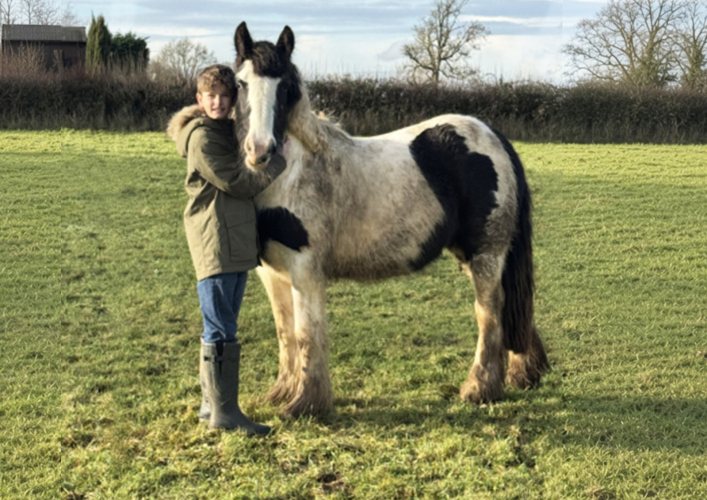 2yr old Cob filly