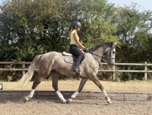 Exceptional Irish breeding with a can do attitude 