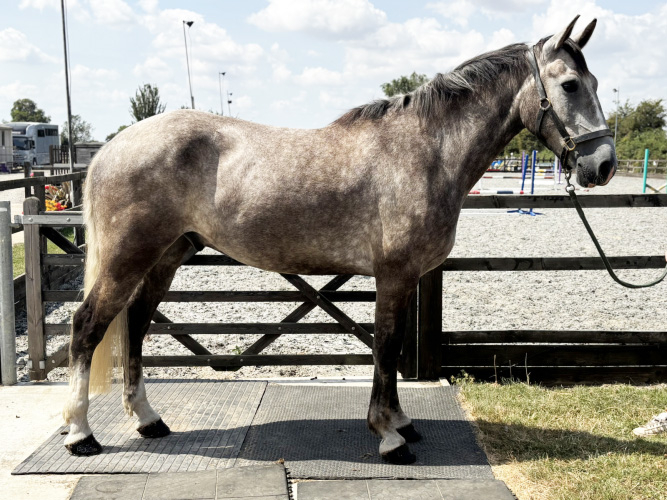 Exceptional Irish breeding with a can do advert