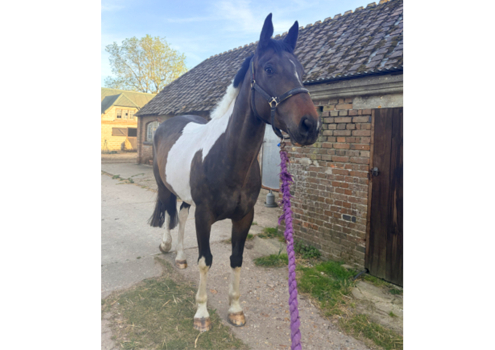 STUNNING RC HORSE