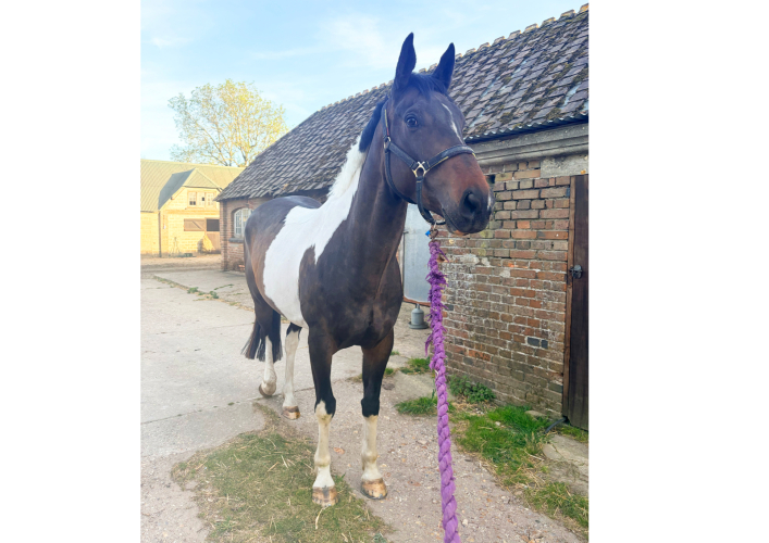 STUNNING RC HORSE